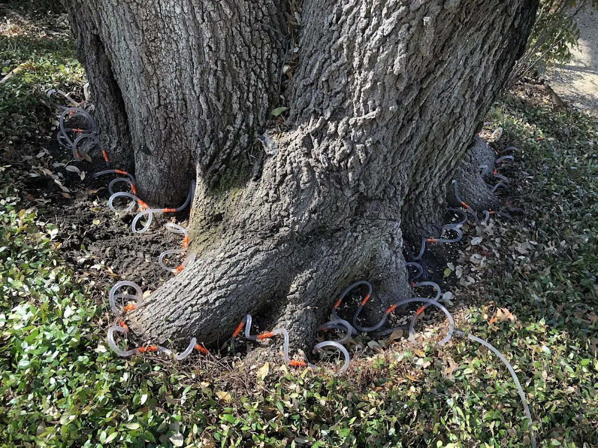Detailed Tree Cabling and Bracing job site in Carmine