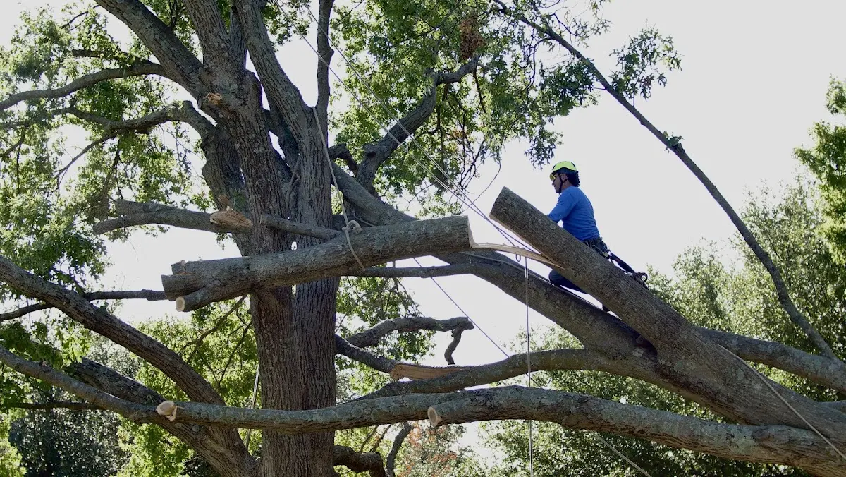Professional Crown Thinning performed by certified arborists in Carmine